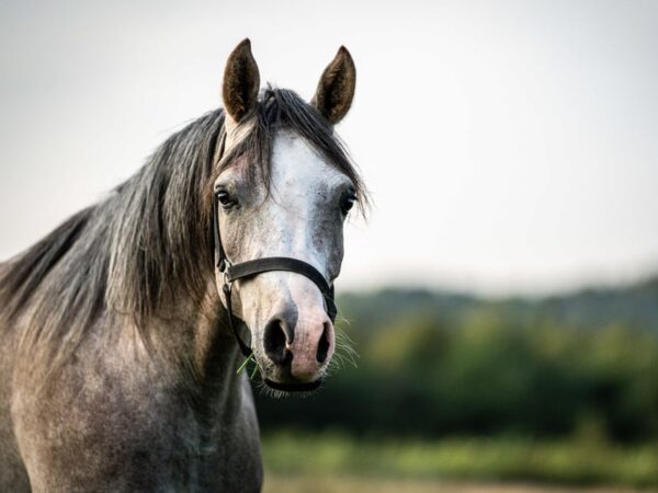 Vollblutaraber-Wallach, 3 Jahre, Schimmel