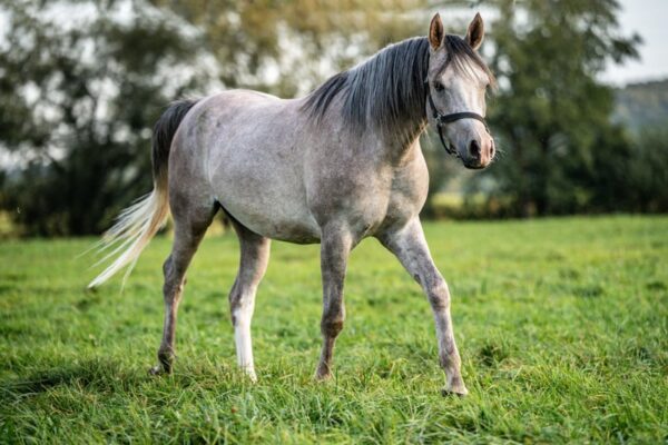 Vollblutaraber-Wallach, 3 Jahre, Schimmel
