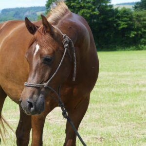 Vollblutaraber-Wallach, 6 Jahre, Dunkelfuchs, in Grundausbildung