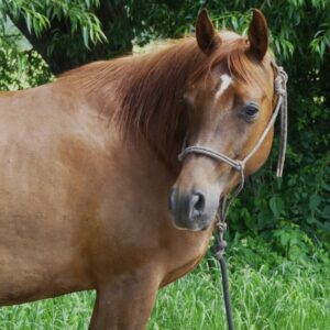 Vollblutaraber-Wallach, 6 Jahre, Dunkelfuchs, in Grundausbildung