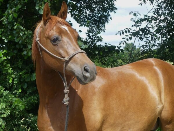 Vollblutaraber-Wallach, 6 Jahre, Dunkelfuchs, in Grundausbildung