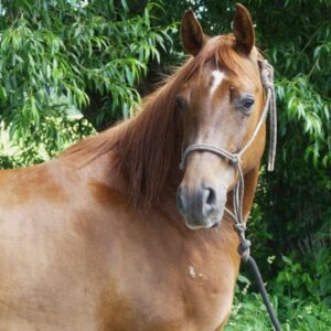 Vollblutaraber-Wallach, 6 Jahre, Dunkelfuchs, in Grundausbildung